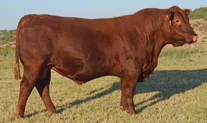 BROWN REVELATION P7021 BROWN MS REVELATION U7792 BROWN MS ABBY P7944 EXPECTED PROGENY DIFFERENCES (SPRING 2014) A featured and high selling bull at the historic and record setting R.A. Brown Ranch Sale.
