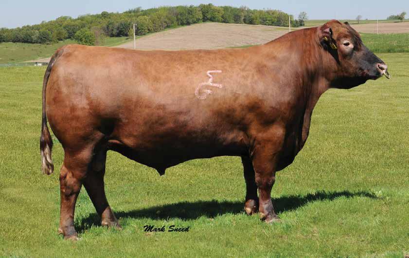 014AR02060 GMRA TRILOGY 0226 RED ANGUS Owned by: Green Mountain Red Angus, MT Bowden Red Angus, WI Accelerated Genetics, WI BECKTON JULUAN GG B571 MESSMER JOSHUA 019P MESSMER PANDORA M186 MESSMER