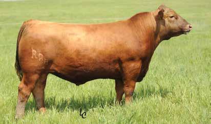 5 cm MA OS AM CA NH F F Owned by: Bachman Cattle Farms, MO Bieber Red Angus Ranch, SD Accelerated Genetics, WI HXC CONQUEST 4405P LSF CYCLONE 9934W LSF GILDA S6107 U8084 BIEBER MAKIN HAY 9913 BIEBER