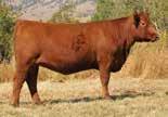 0 cm RED ANGUS MA OS AM CA NH F F F Owned by: Fritz Red Angus, MT Green Mountain Red Angus, MT Accelerated Genetics, WI Daughter: Green Mountain Red Angus, MT BUF CRK PATRIOT M183 VGW JUSTICE 614 VGW