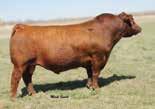 0 cm MA OS AM CA NH F F Owned by: Green Mountain Red Angus, MT Bieber Red Angus Ranch, SD Accelerated Genetics, WI VGW JUSTICE 614 FRITZ JUSTICE 8013 FRITZ CHRIS 6047 LJC MISSION STATEMENT P27 GMRA