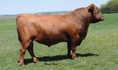 0 cm MA OS AM CA NH F F Owned by: Bieber Red Angus Ranch, SD Accelerated Genetics, WI BJR MAKE MY DAY 981 BIEBER MAKE MIMI 7249 BIEBER SIRENA 6708 BIEBER TITAN 6894 BIEBER ADELLE 8958 BIEBER ADELLE