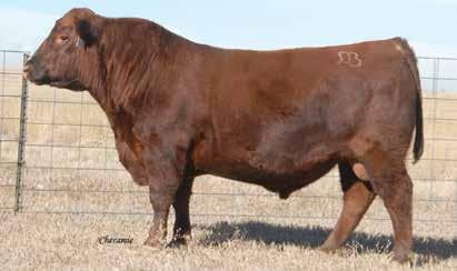 LCHMN GOLD ROBBER 1909E Moderate for birth weight with superior CCF GOLD BAR 0251 growth. GMRA PRINCESS 720 Excellent maternal traits. Balanced carcass traits.