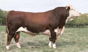 HEREFORD 014HP01022 JWR 779 MR. PROFICIENT 110X A moderate framed, muscular herd sire prospect. He excels for weaning and yearling EPDs. Strong maternal pedigree.
