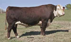 HEREFORD 014HP01010 HUTH OAK P017 Oak offers balanced performance across the board. He is a trait Leader for the BMI and CHB $Indexes.