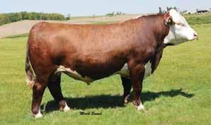 Kester, NE Accelerated Genetics, WI FELTONS LUTE 680 HUTH 3008 LUCY M006 HUTH PROSPECTA K033 EXPECTED PROGENY DIFFERENCES (SPRING 2014) PRODUCTION $INDEX CE BW WW YW MM M&G MCE MCW DTS SC FAT REA