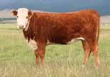 , OK CL 1 DONIMO 246M CL 1 DOMINO 590R CL 1 DOMINETTE 258M HH ADVANCE 767G 1ET CL1 DOMINETTE 193L CL 1 DOMINETTE 318 EXPECTED PROGENY DIFFERENCES (SPRING 2014) 059HH00461 Consistent low BW sire