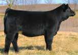 0 cm Homozygous Polled Homozygous Black Purebred SIMMENTAL Owned by: Nichols Farms, IA Crawford & Crawford, IA Manifest - The obvious choice for today s NICHOLS LEGACY G151 Simmental breeders.