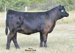 MS NLC MOJO S6119 B He later went on to be the featured and Integrate started out with a modest HSF BETTER THAN EVER high selling bull at the 2013 Grass- Lunning Simmental Bull Sale.