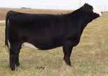 0 cm Homozygous Polled Non-Diluter Purebred SIMMENTAL Owned by: Double C Simmentals, MI Long Simmentals, IA Full Sister: Tyler Long, IA CNS DREAM ON L186 SVF SVF STEEL FORCE S701 SHEZA BEAUTY L901
