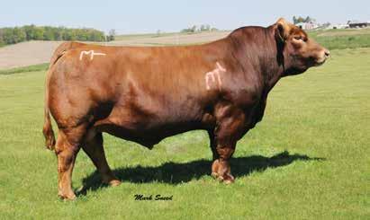 Maternal brother to many champions and sale toppers. EXPECTED PROGENY DIFFERENCES AND INDEXES (SPRING 2014) PRODUCTION INDEX CE BW WW YW MCE MILK MWW STAY DOC CW YG MARB BF REA SHEAR API TI EPD 8.3 3.