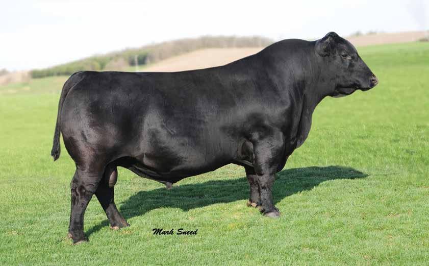 014AN00351 ANGUS S A V THUNDERBIRD 9061 CALVING EASE Owned by: Schaff Angus Valley, ND Double R Bar Ranch, IN Daughter: Double R Bar Ranch, IN G D A R TRAVELER 71 SITZ TRAVELER 8180 SITZ EVERELDA