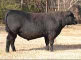 S A V EMBLYNETTE 4408 S A V EMBLYNETTE 1182 Thunderbird stacks the breed leading genetics of the proven calving ease sires Final Answer and Bismarck.