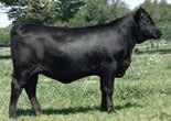 His daughters are good uddered females that are indexing above average in their respective herds.