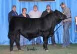was a member of the Reserve Grand Champion Pen of Five Bulls at the 2009 National Western Stock Show for Hale Simmentals.