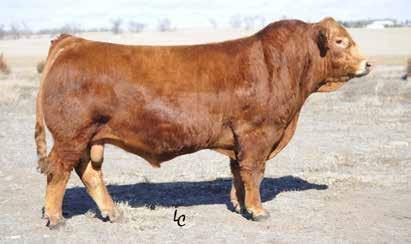 Use Top Fuel to put performance and muscle shape into your next calf crop.