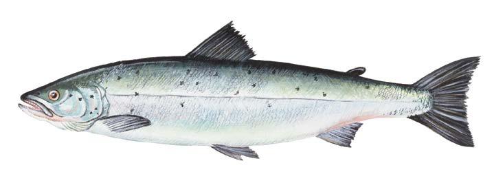 Context: There are 15 Atlantic Salmon (Salmo salar) management areas, known as Salmon Fishing Areas (SFAs) 1-14B, in Newfoundland and Labrador (NL) (Fig. 1).