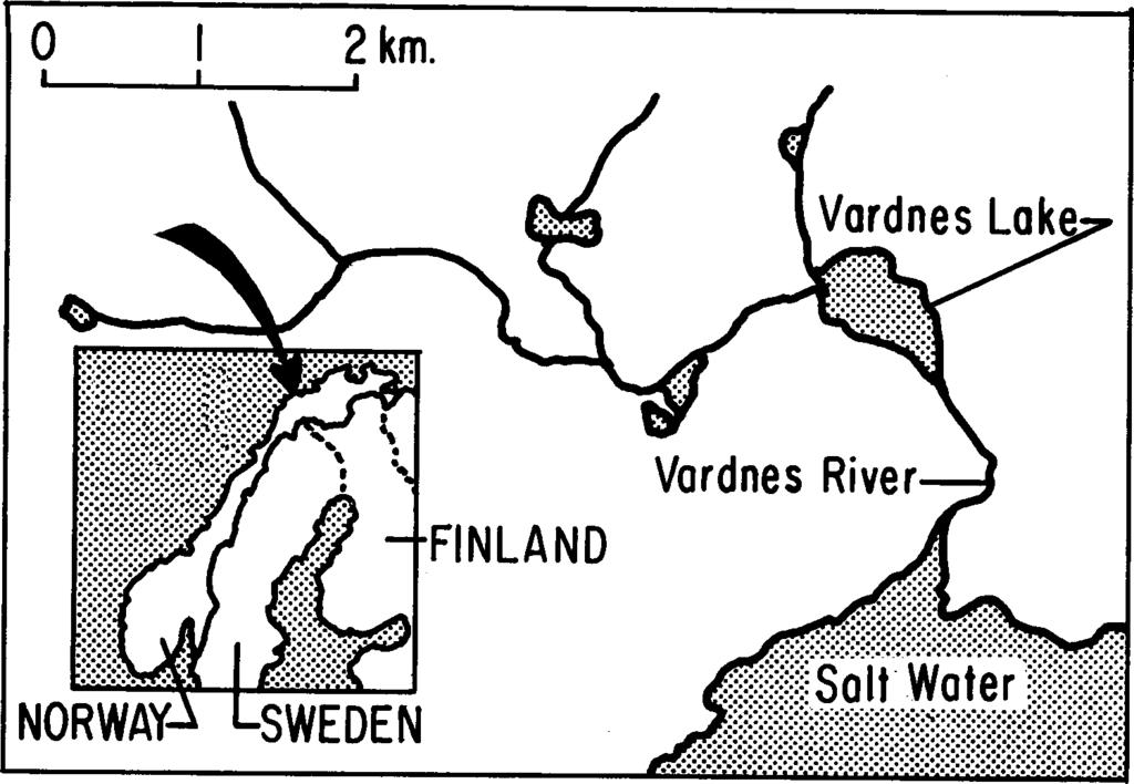 178 OLE A. MATHISEN AND MAGNUS BERG 2 km. Vardnes Lak FINLAND Vardnes River NORWAY SWEDEN Fig. 1. Map of the Vardnes River. and another trap for upstream migrants.