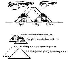 Variations in spawning time and place Northeast Arctic cod However, Kjesbu et al. 2010 and Skjæraasen et al.