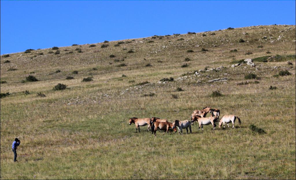 July 15 Bayangobi/Hustain Nuruu. After breakfast, drive to Hustain Nuruu (Pike Hustai) National Reserved area to have a view of Przewalski wild horses, recently reintroduced back into Mongolia(140km).