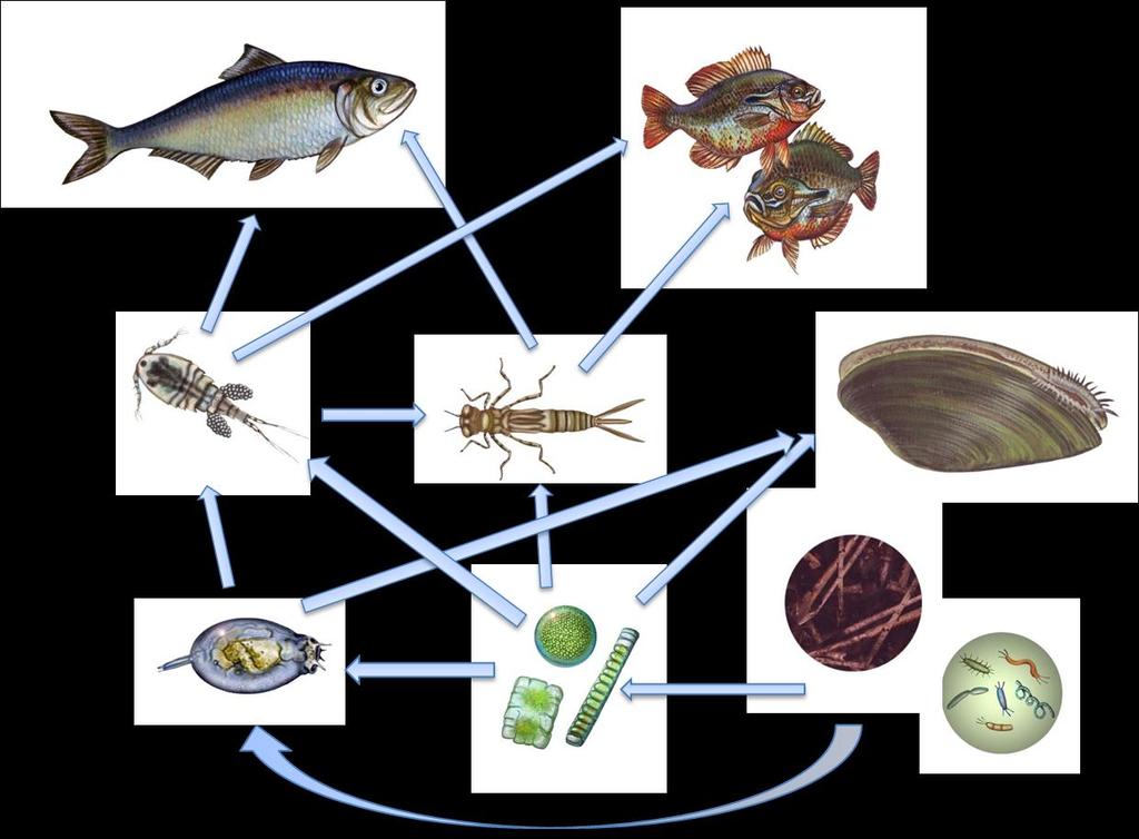 7. This simplified food web shows the Hudson River prior to the zebra mussel invasion.