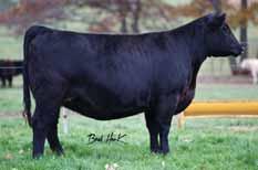 BC CLASSIC 385-7 7AN332 Classic delivers the right kind every time Transmits sound structured, good footed cattle that are always deep, soggy and stylish His progeny have been successful in the show