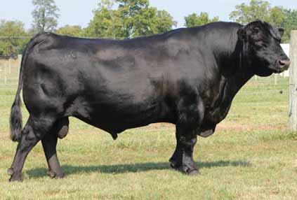 RB BAROMETER 9721 7AN337 A big time spread bull that can be used to improve many EPD traits Easily the most unique tandem of calving ease and carcass merit among Mainline sons Use this curvebender to