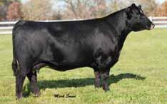 His dam needs no introduction - she s already made her mark in the business Reg: 2649154 Born: 1-9-12 Homo. Black and Homo. Polled BW: 82 lbs/ ratio 104 WW: 745 lbs/ ratio 95 YW: 1423 lbs Yr.
