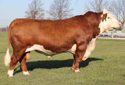 BAR JZ TRADITIONS LEGEND 463S 7HP101 A dense bodied, stout made, heifer-safe sire Tradition is a calving ease specialists that will not sacrifice muscle or bone Proven source for quality calving ease