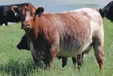 0 From Jungels Shorthorn Farm, ND Jake s Proud Leader 243H Jake s Proud Jazz 266L Jake s Jazzy 250J CCS Mission M40 JSF Marvel 6S JSF Marvel 0420 Spring 2014 ASA Sire
