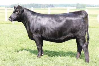 I have true belief in this cow family and these two females. 1016 is truly a powerhouse female that has the same sound structure as her lot 54 sister.