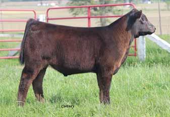 Her mother is a past Denver champion female in the junior show for the Grimes family. Proven winning genetics here. LOT 61 SSF Fresh Prince 3107