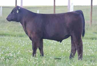 This calf is great structured and wide made. He is nice balanced soft made and has very nice hair. LOT 62 SSF Jazzy Jeff 3277