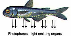Bioluminescense Light produced by an organism via a chemical reaction Chemical energy converted to light energy May be generated by symbiotic