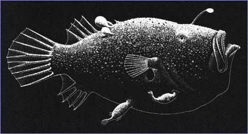 find prey (flashlight) Anglerfish Black Dragonfish Avoid