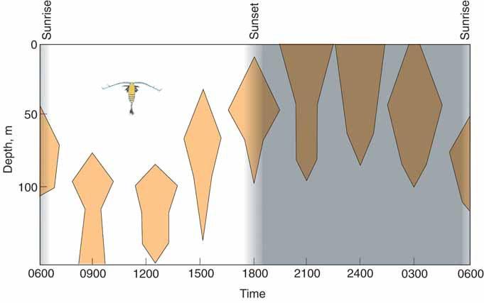 Vertical Migrations Mesopelagic species make daily vertical migrations in water column Exploit both zones: Epipelagic: > Temp.