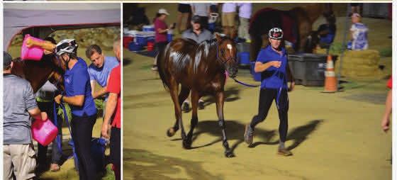 VOLUME 1, ISSUE 8 RANCHO CALIFORNIA PAGE 3 Ex-Arabian Racehorse Wins Haggin Cup Best Condition at 2017 Tevis Cup Ride by Pamela@horsereporter 11 August 2017, USA ~ The 17.