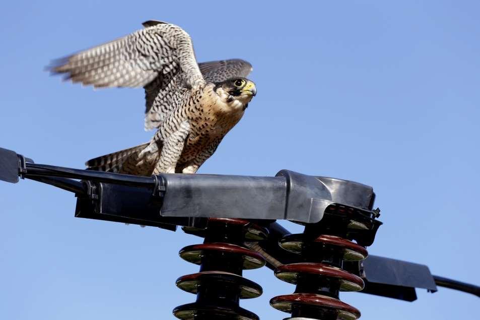 Peregrine on rubber