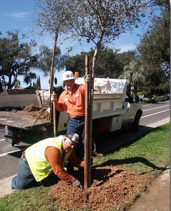 Benefit Trees create shade, a healthy environment, add to the character of the