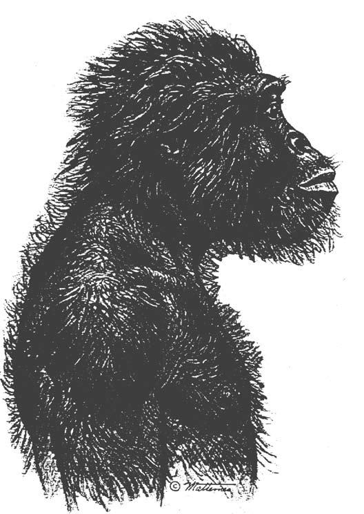 Australopithicines the extinct southern apes of Africa Mehlert Papers have made it hard to maintain balance when erect, while the slim-hipped erectus (WT 15,000) was capable of fully erect locomotion