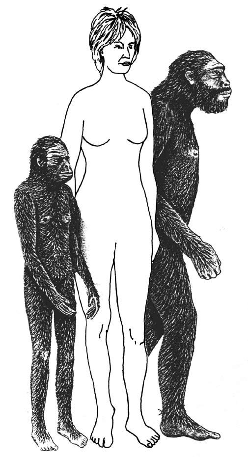 Australopithicines the extinct southern apes of Africa Mehlert Figure 8. The upper jaw and tooth morphology of an ape (upper left), afarensis (upper right) and human (below).