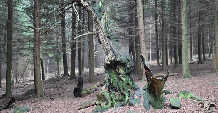 Betty Kenny's Tree. In Shining Cliff Woods stand the remains of an ancient yew (possibly around 2000 years old) known as the Betty Kenny's Tree.
