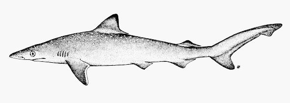 Small Coastal Sharks BLACKNOSE Black mark on tip of snout Yellow to greenish