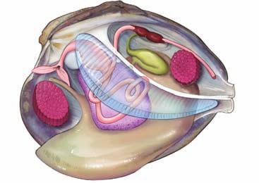 Circulation Mollusks have a well-developed circulatory system that includes a chambered heart.