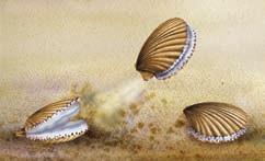 A scallop pulls its shells together, forcing jets of water toward the shell hinge. The force of the water pushes the scallop in the direction of the shell opening.