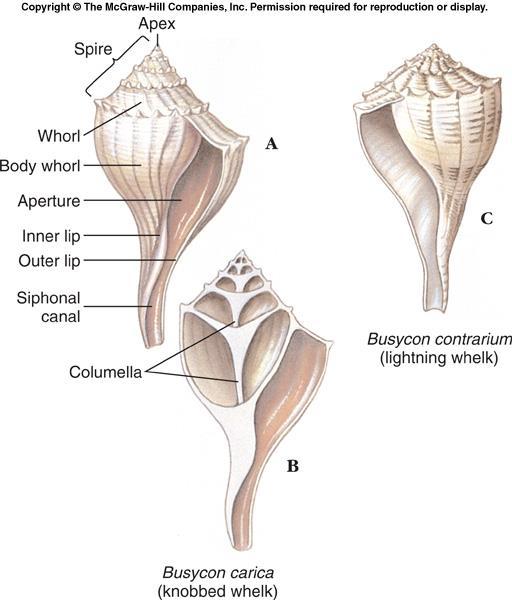 Class Gastropoda The shell of a gastropod is always one