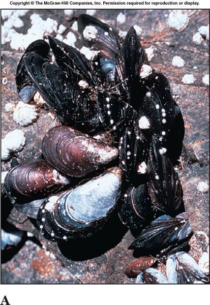 Class Bivalvia 2-shelled mollusks Bivalve mollusks have two shells (valves).