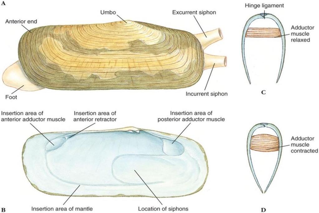 Class Bivalvia Shells are held together by a hinge ligament Adductor muscles open and close shell Shells have 3