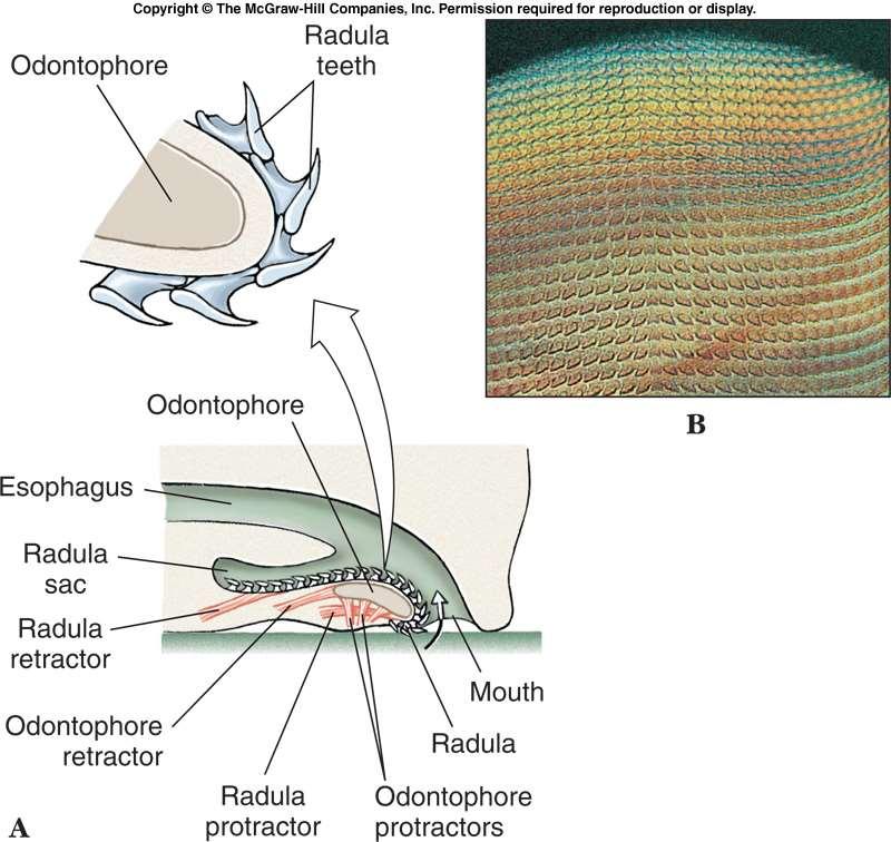 Feeding The radula is a rasping, tongue like feeding structure found in most mollusks