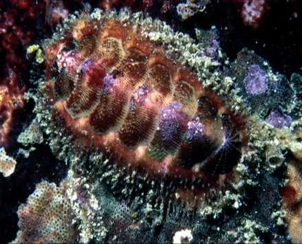 Class Polyplacophora Includes the chitons Eight overlapping plates Can roll up Live mostly in